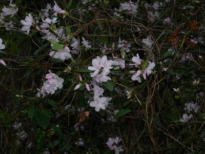 Rhododendron ovatum, photographed by Jacy Chen