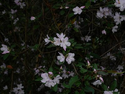 Rhododendron ovatum, photographed by Jacy Chen