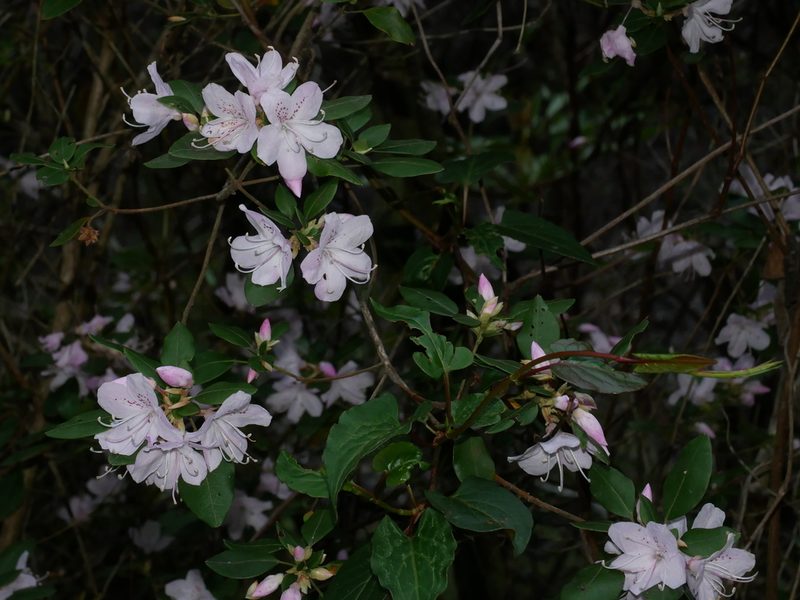 Rhododendron ovatum, photographed by Jacy Chen