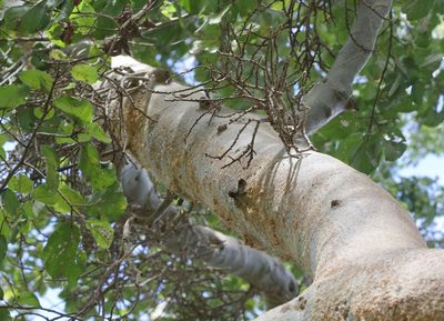 Ficus sycomorus, photographed by Alan Manson