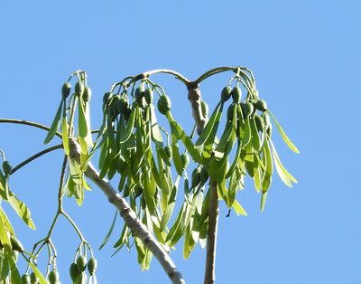Gyrocarpus jatrophifolius, photographed by Francisco Farriols Sarabia