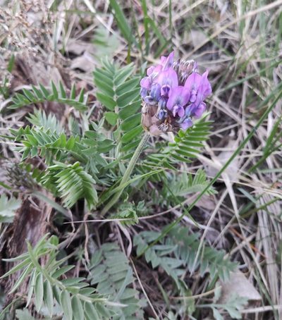Oxytropis strobilacea, photographed by Юлия