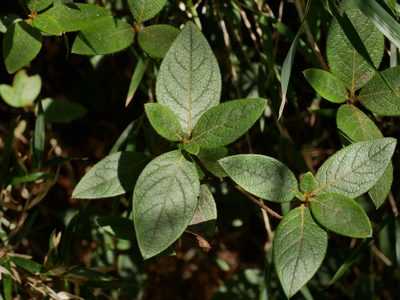 Rhododendron rubropilosum, photographed by Jacy Chen