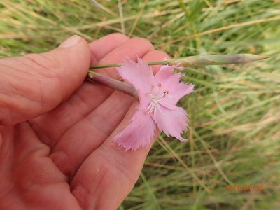Dianthus zeyheri, photographed by Peter Warren