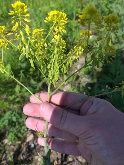 Isatis costata, photographed by Dmitriy Bochkov