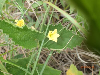 Cucumis hirsutus, photographed by Peter Warren