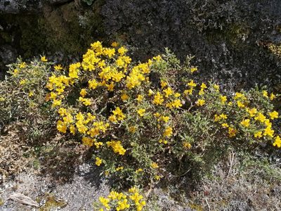 Genista tridentata, photographed by Celestino Quintela Sabarís