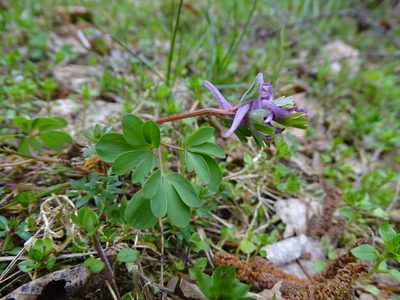 Corydalis pumila, photographed by Grzegorz Grzejszczak