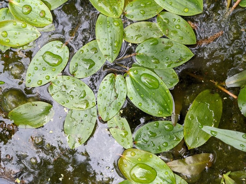 Potamogeton pulcher, photographed by Nathan Aaron