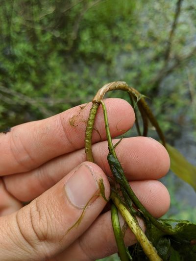 Potamogeton pulcher, photographed by Nathan Aaron