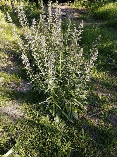 Echium lusitanicum, photographed by Celestino Quintela Sabarís
