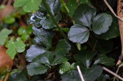 Cardamine trifolia, photographed by E. A.