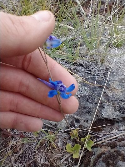 Delphinium depauperatum, photographed by Drew Meyer