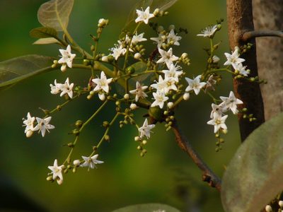Ehretia aspera, photographed by Dinesh Valke