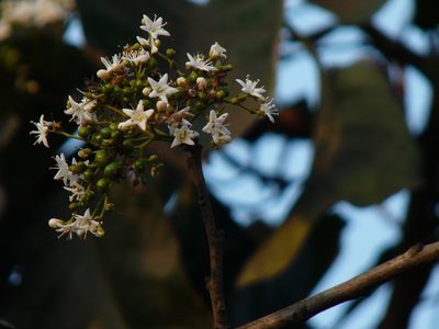 Ehretia aspera, photographed by Dinesh Valke