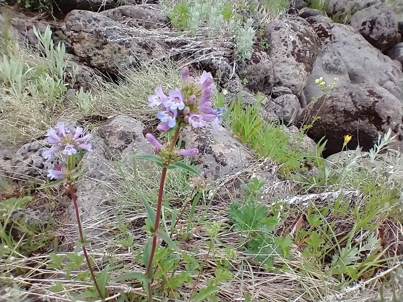 Penstemon pratensis, photographed by Drew Meyer