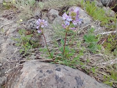 Penstemon pratensis, photographed by Drew Meyer