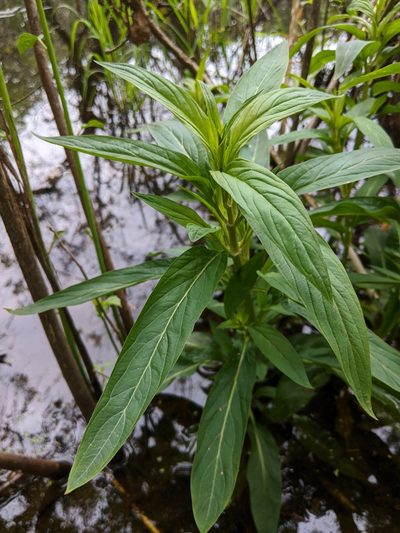 Lysimachia hybrida, photographed by Nathan Aaron