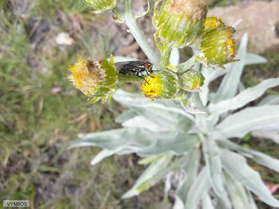 Senecio macrospermus, photographed by Chris Vynbos