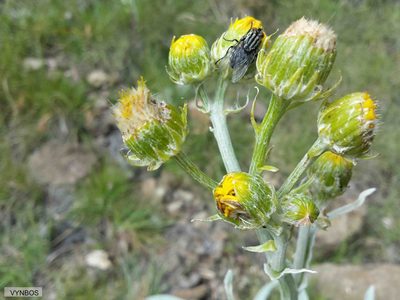 Senecio macrospermus, photographed by Chris Vynbos