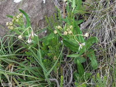 Schizoglossum hilliardiae, photographed by Chris Vynbos