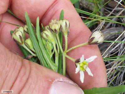 Schizoglossum hilliardiae, photographed by Chris Vynbos