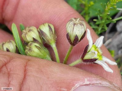 Schizoglossum hilliardiae, photographed by Chris Vynbos