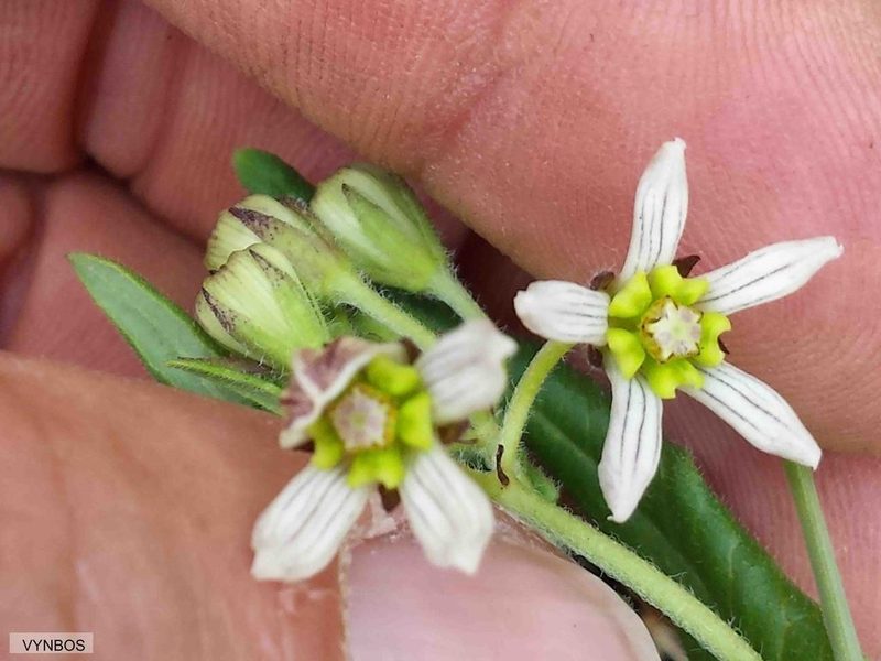 Schizoglossum hilliardiae, photographed by Chris Vynbos
