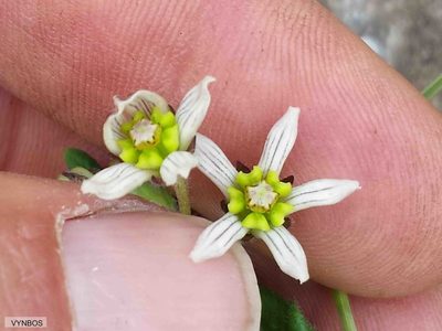 Schizoglossum hilliardiae, photographed by Chris Vynbos