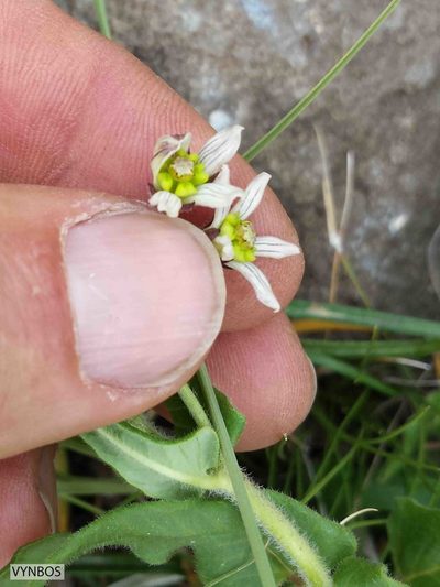 Schizoglossum hilliardiae, photographed by Chris Vynbos