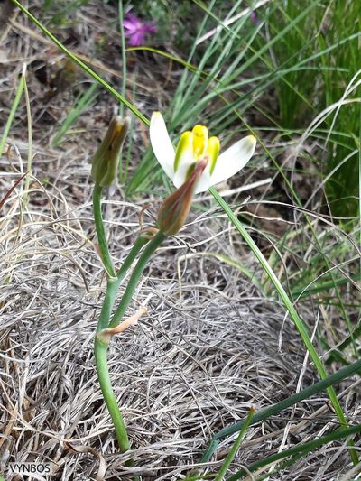Albuca humilis, photographed by Chris Vynbos