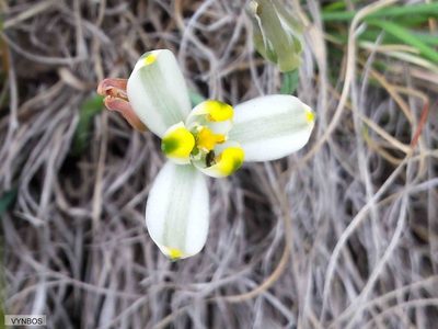 Albuca humilis, photographed by Chris Vynbos