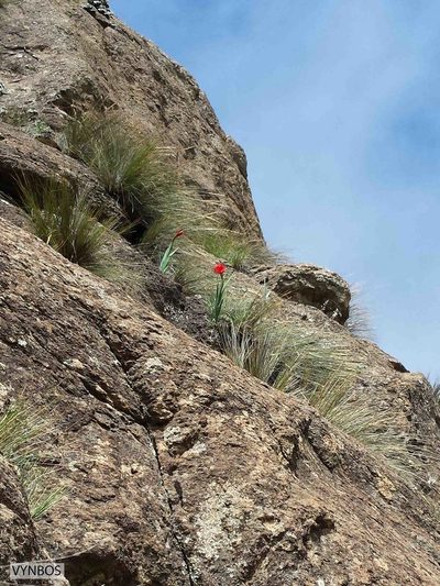 Gladiolus flanaganii, photographed by Chris Vynbos