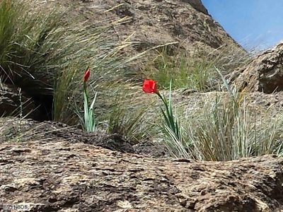 Gladiolus flanaganii, photographed by Chris Vynbos