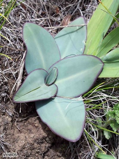 Eucomis schijffii, photographed by Chris Vynbos