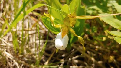Cypripedium candidum, photographed by Ryan Sorrells