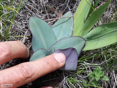 Eucomis schijffii, photographed by Chris Vynbos