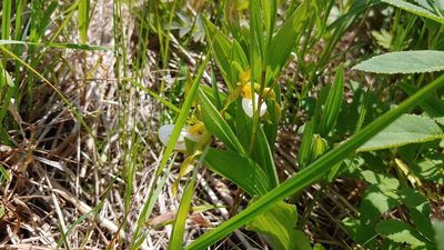 Cypripedium candidum, photographed by Ryan Sorrells