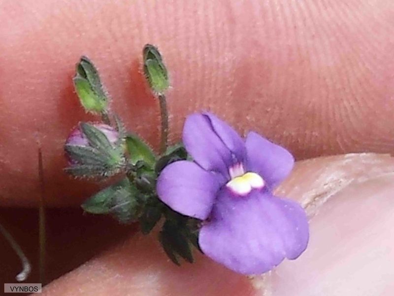 Nemesia caerulea, photographed by Chris Vynbos