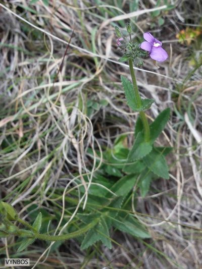 Nemesia caerulea, photographed by Chris Vynbos