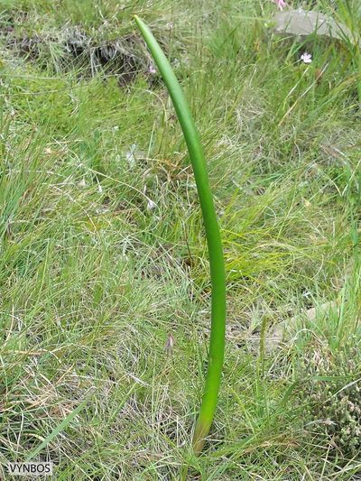 Geschollia anomala, photographed by Chris Vynbos