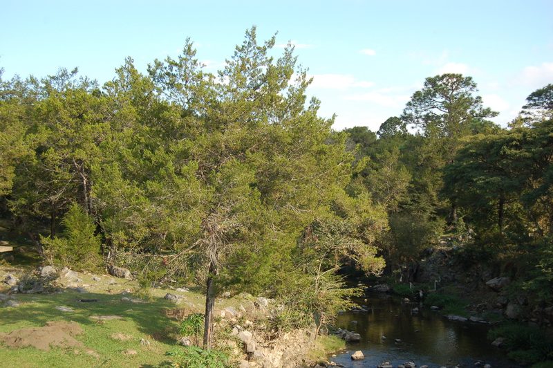 Juniperus comitana, photographed by Neptalí Ramírez Marcial