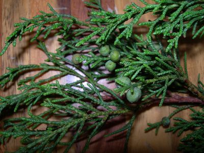 Juniperus comitana, photographed by Neptalí Ramírez Marcial