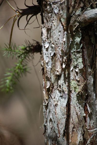 Juniperus comitana, photographed by Neptalí Ramírez Marcial