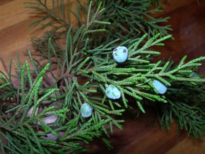 Juniperus comitana, photographed by Neptalí Ramírez Marcial
