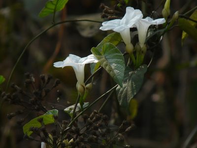 Camonea pilosa, photographed by Dinesh Valke