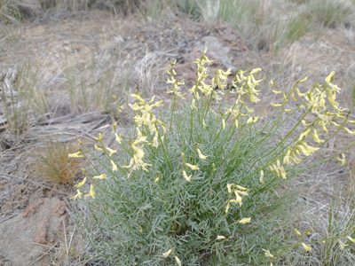 Astragalus filipes, photographed by Drew Meyer