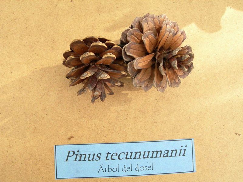 Pinus tecunumanii, photographed by Neptalí Ramírez Marcial