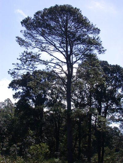 Pinus tecunumanii, photographed by Neptalí Ramírez Marcial