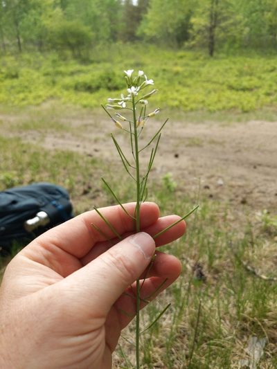 Boechera divaricarpa, photographed by Tyler Smith
